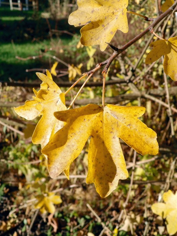 Spaanse aak (veldesdoorn) (Acer campestre)