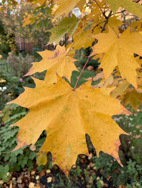 Bolesdoorn (Acer platanoides 'Globosum')