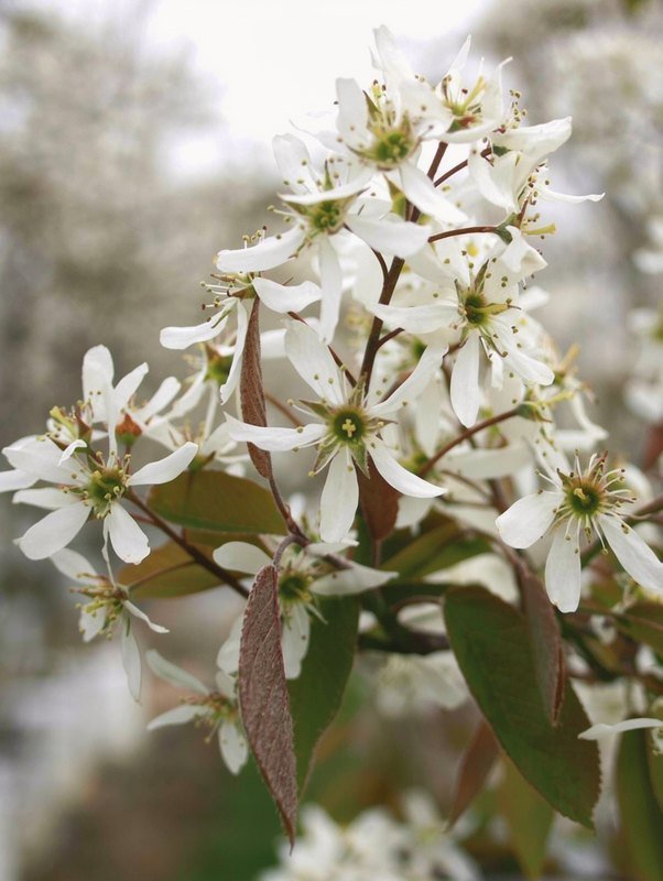 Krentenboompje (Amelanchier lamarckii)
