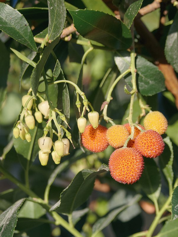 Aardbeiboom (Arbutus unedo)