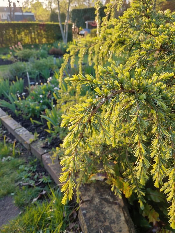 Himalayaceder 'Lime Glow'
