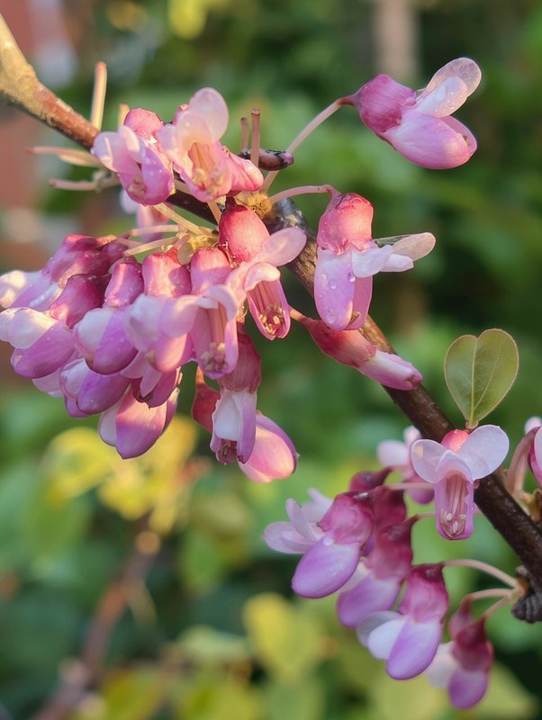 Judasboom (Cercis siliquastrum)