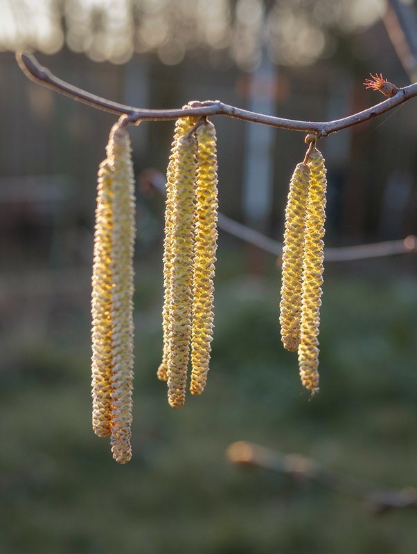 Hazelaar (Corylus avellana)