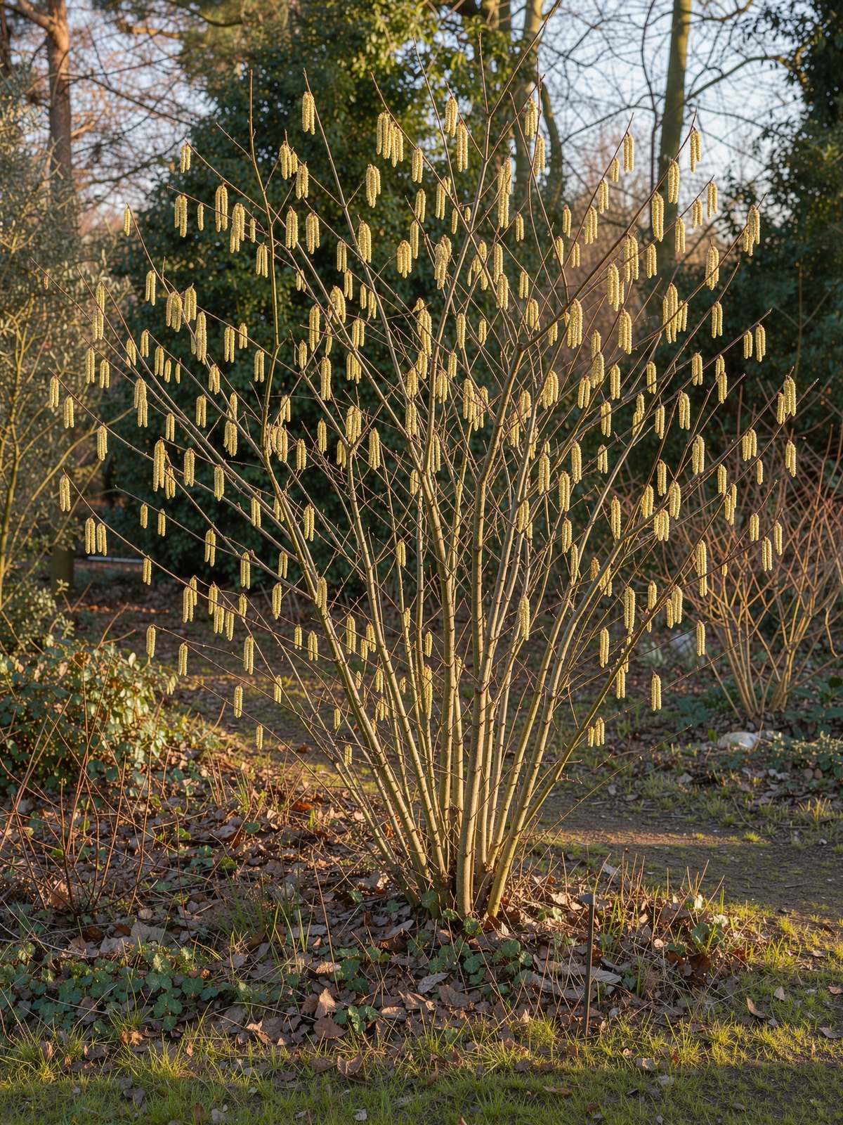 Hazelaar (Corylus avellana) in een tuin