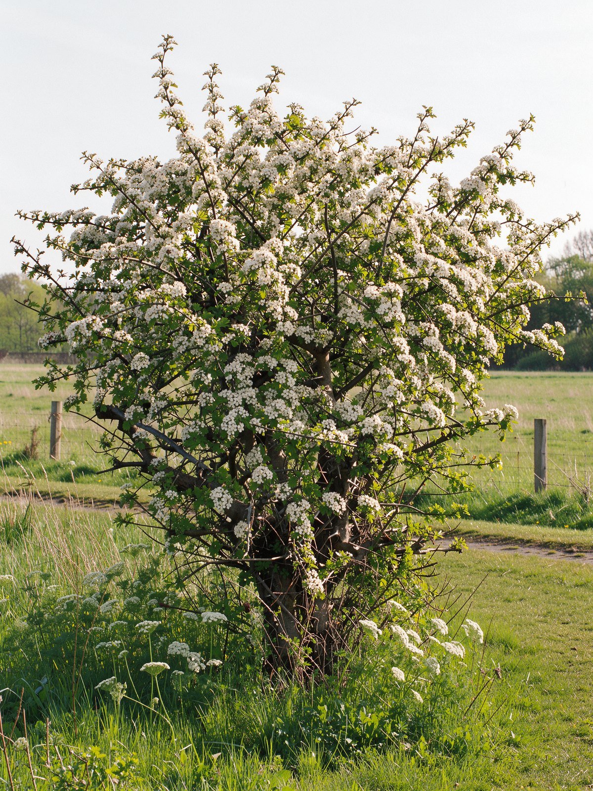 Eénstijlige meidoorn (Crataegus monogyna) in een tuin
