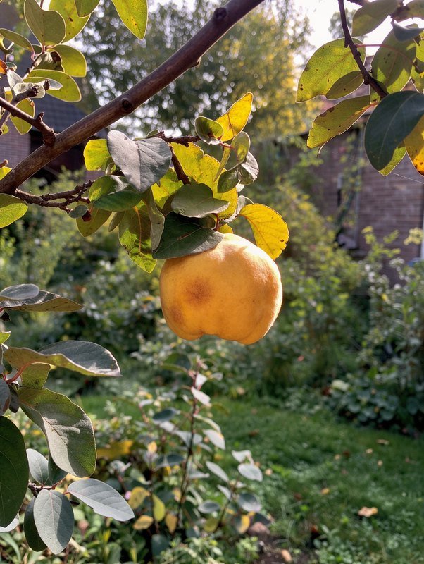 Kweepeer 'Vranja' (Cydonia oblonga 'Vranja')