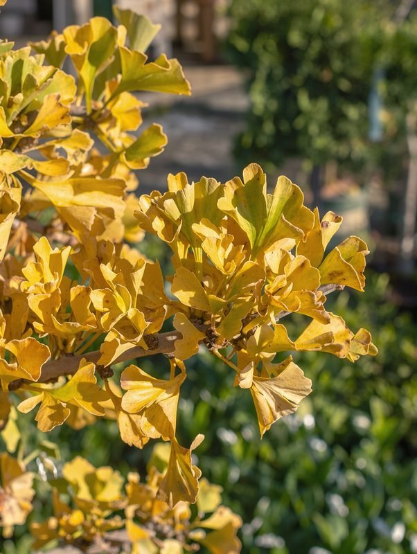 Ginkgo 'Mariken'
