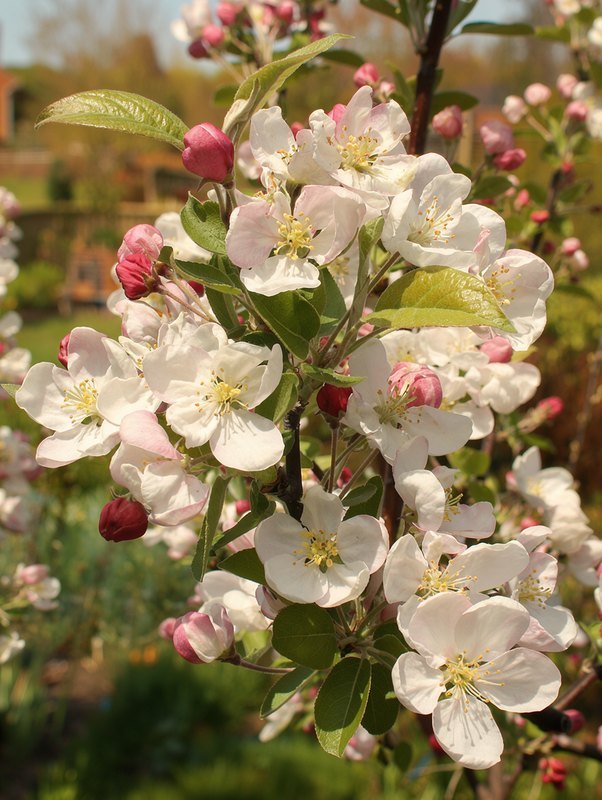 Sierappel 'Evereste'