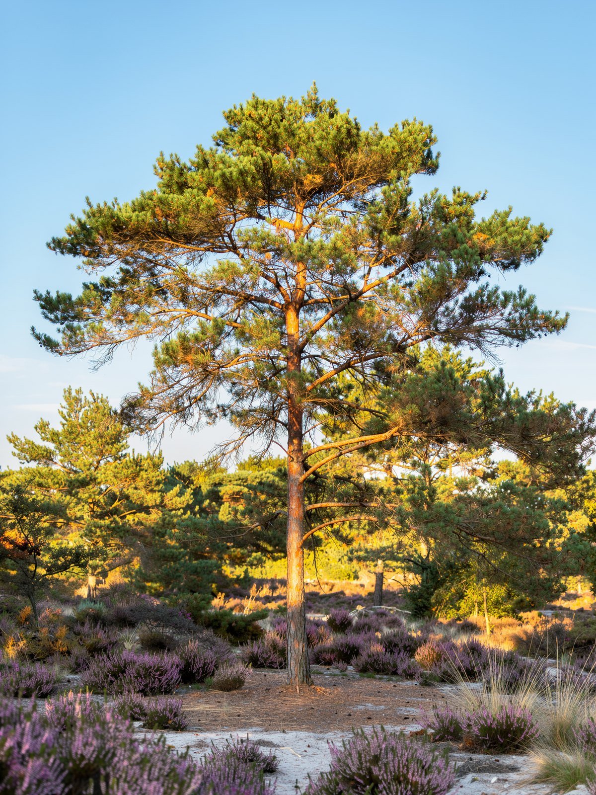 Grove den (Pinus sylvestris) in een tuin