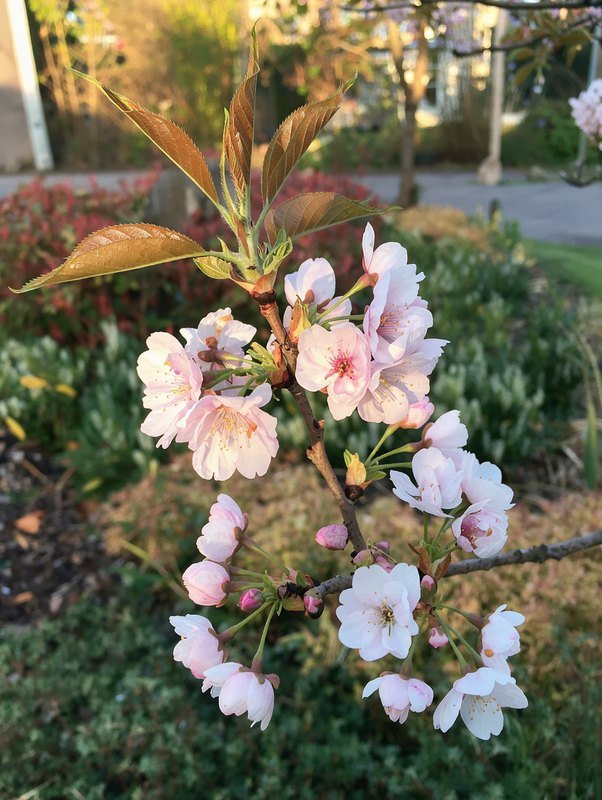 Zuilsierkers 'Amanogawa'