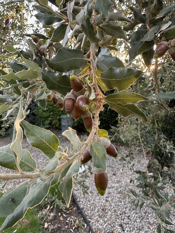 Steeneik (Quercus ilex)
