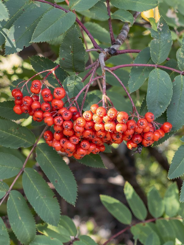 Gewone lijsterbes (Sorbus aucuparia)