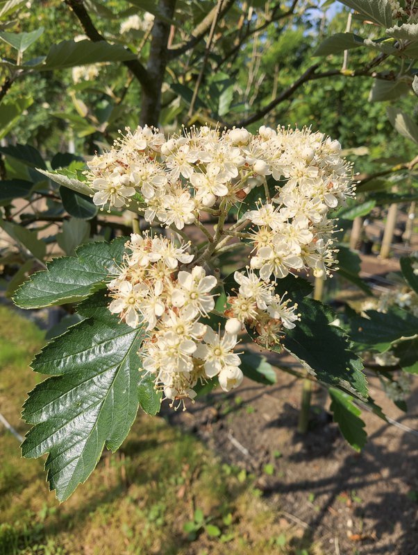 Zweedse meelbes (Sorbus intermedia 'Brouwers')